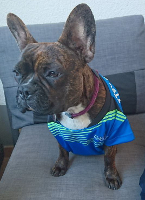 2. Spieltag 2016/17: Tierisch wichtige Siege für Fraulautern